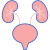 Urology and Stone Surgery